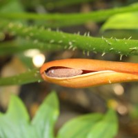 Lasia spinosa (L.) Thwaites